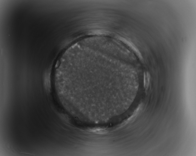 X0000087560204200705181131