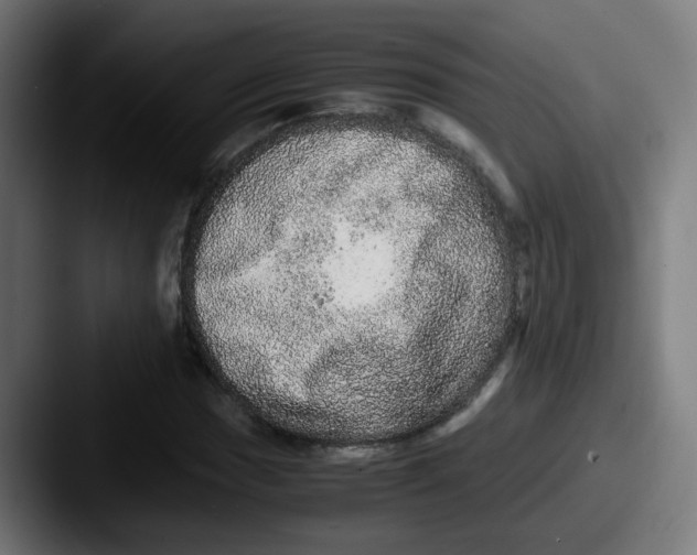 X0000087561017200705181120