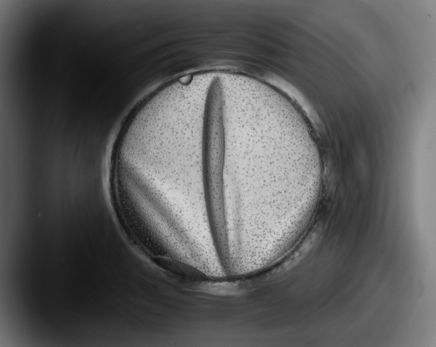 X0000087561135200705181120