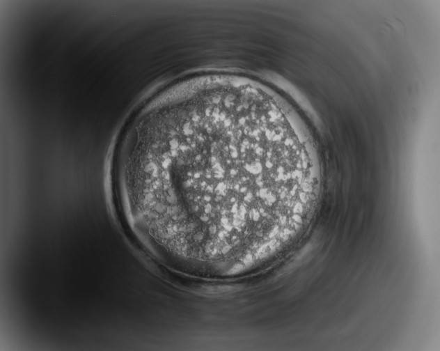 X0000087561237200705181119