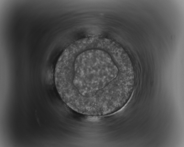 X0000087560144200705251808