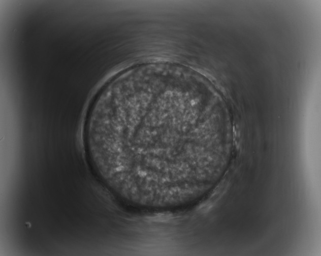 X0000087560196200705251807