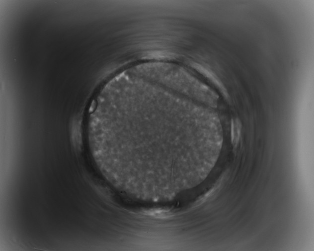 X0000087560204200705251807