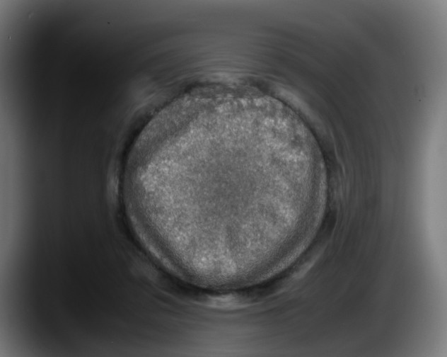 X0000087560309200705251805