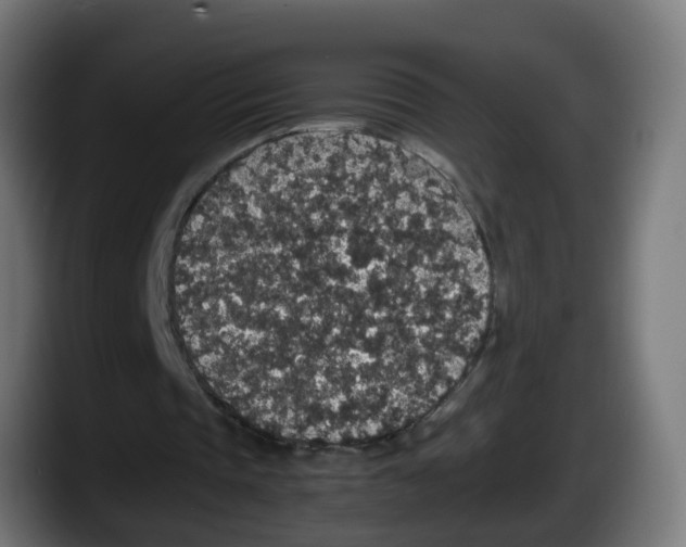 X0000087560337200705251804