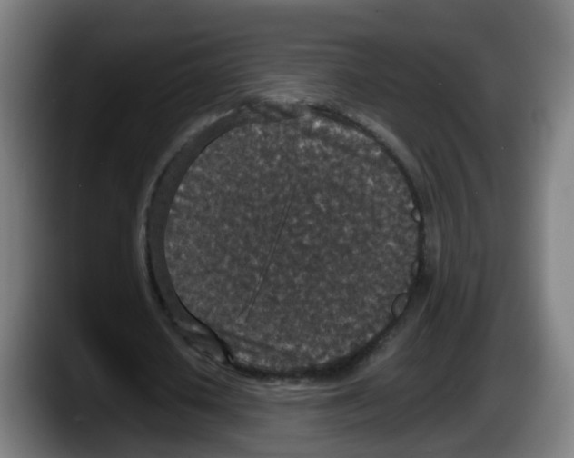 X0000087560626200705251801