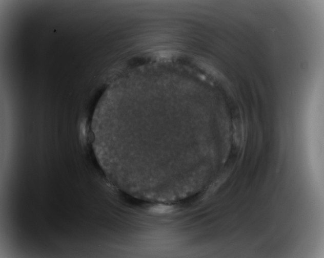 X0000087560718200705251800