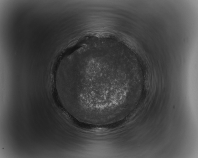 X0000087560748200705251800