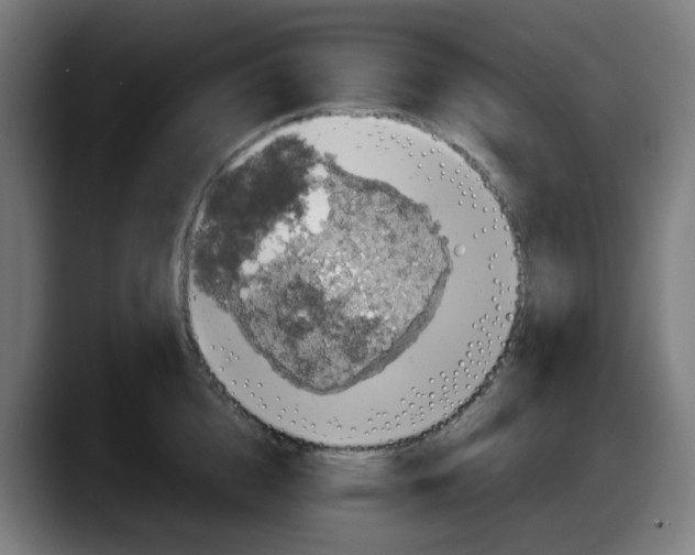 X0000087560856200705251759