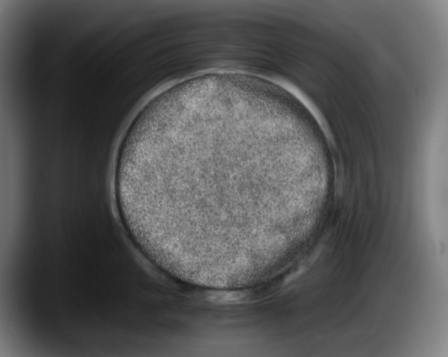 X0000087560861200705251759