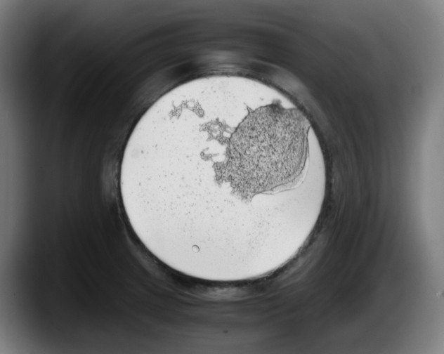 X0000087561233200705251753