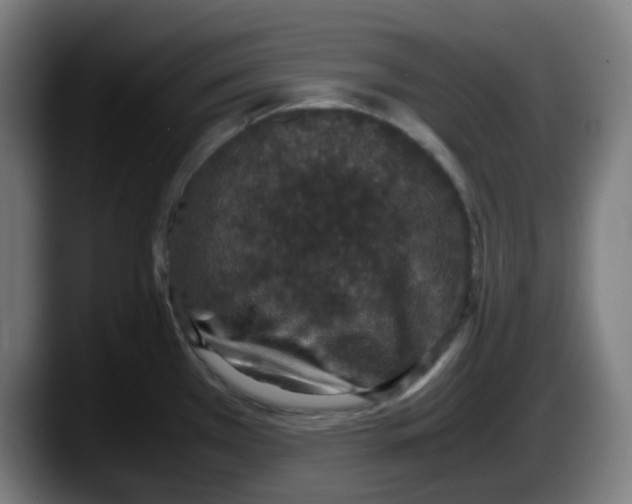 X0000087561385200705251751