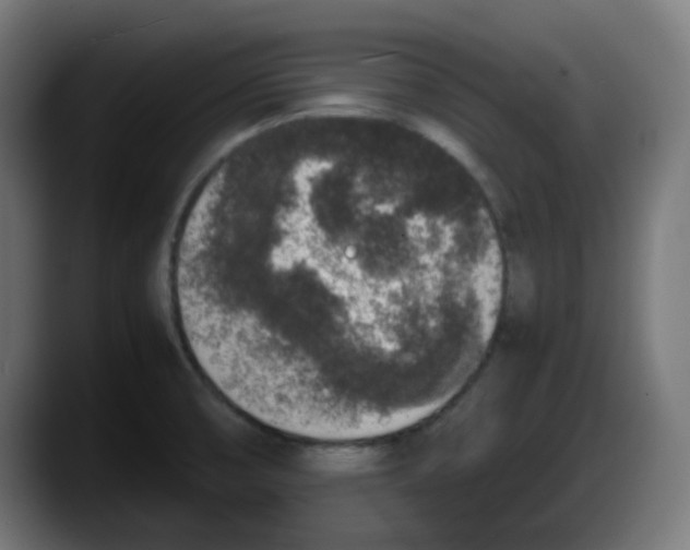 X0000087561474200705251750