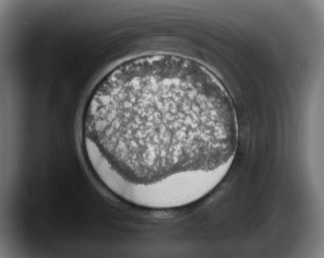 X0000087561523200705251750