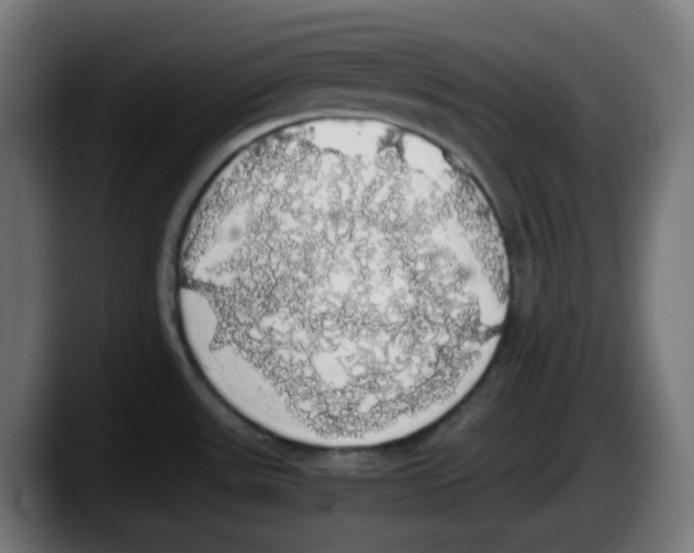 X0000087561531200705251750