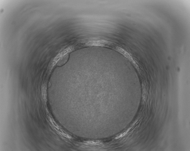 X0000087570386200705041423