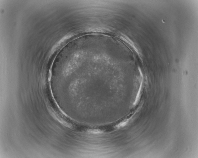 X0000087570203200705112221