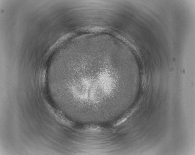 X0000087570206200705112221