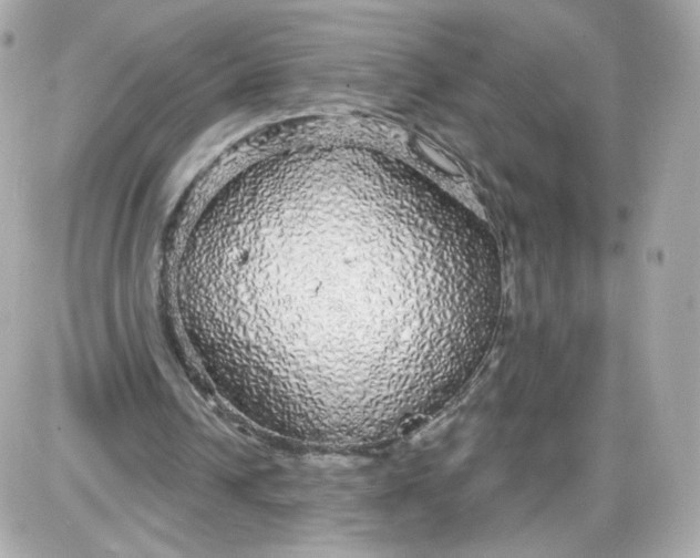 X0000087570242200705112219