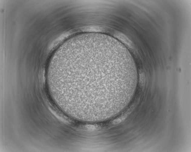 X0000087570302200705112219