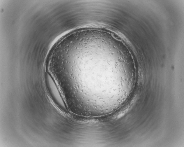 X0000087570838200705112210