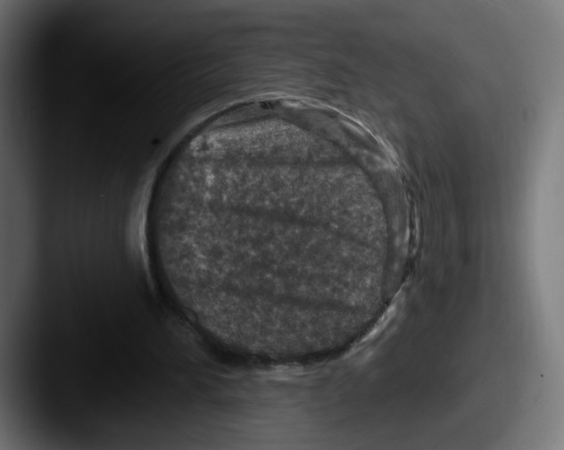 X0000087570196200705181149