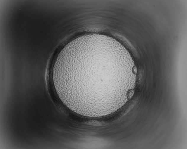 X0000087570636200705181143