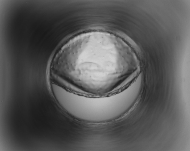 X0000087571240200705181137