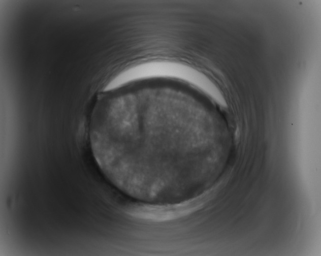 X0000087570029200705251829