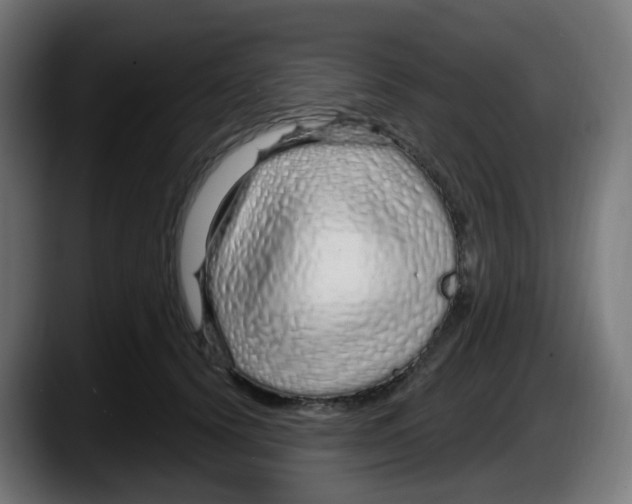 X0000087570656200705251821