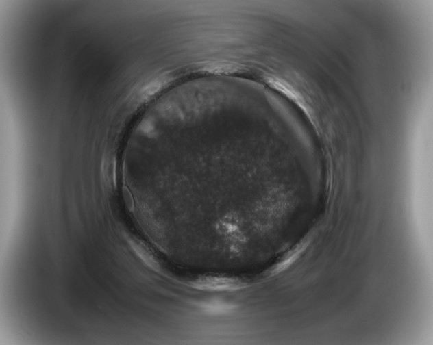 X0000087580205200704271311