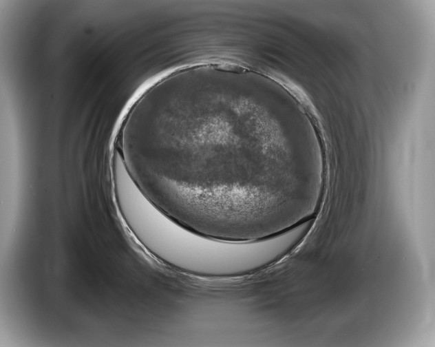 X0000087581200200704271259