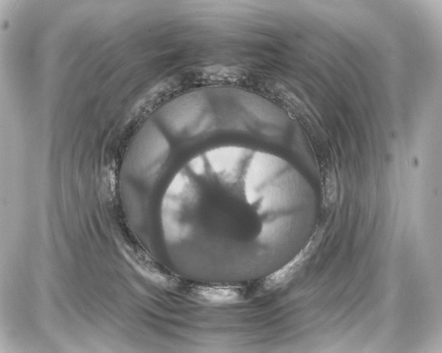 X0000087580183200705112247