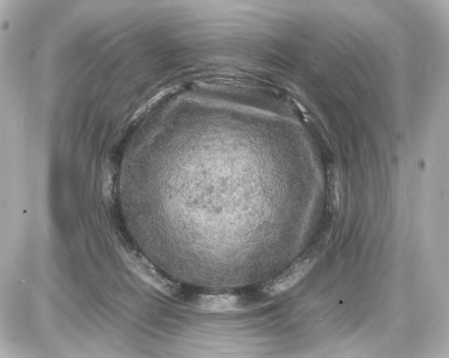 X0000087580266200705112245