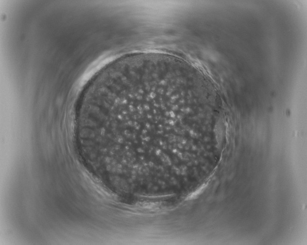 X0000087580295200705112245