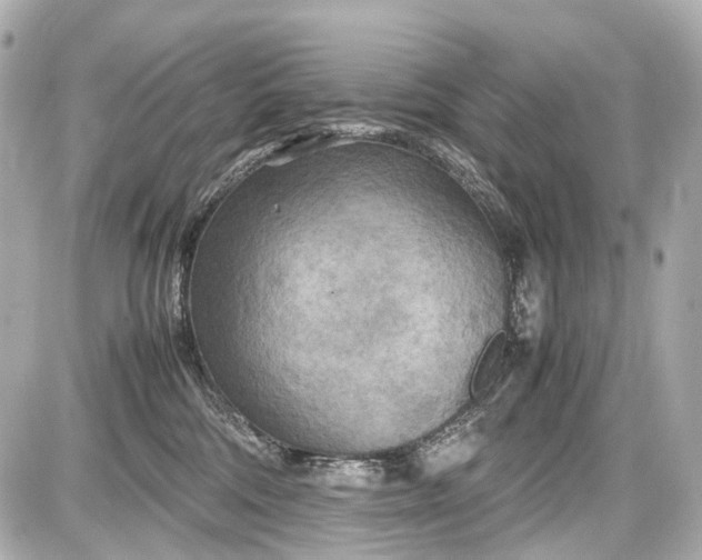 X0000087580330200705112244