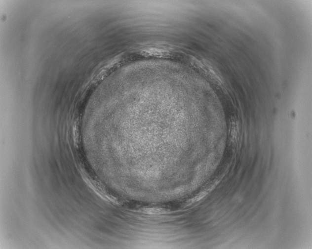 X0000087580408200705112243