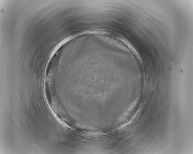 X0000087580853200705112236