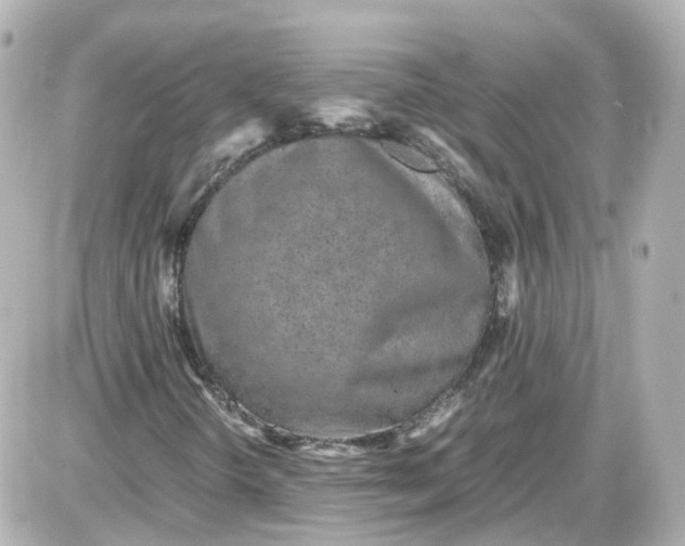 X0000087581298200705112227