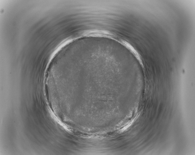 X0000087581384200705112227