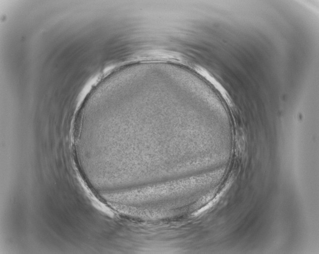X0000087581477200705112225