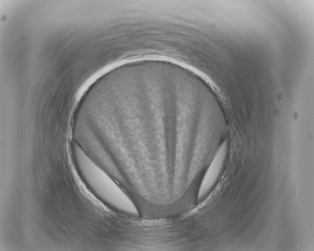 X0000087581518200705112225