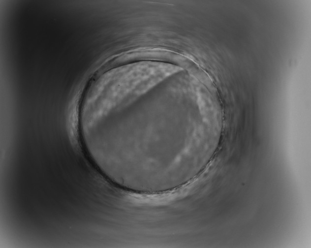 X0000087580005200705181209