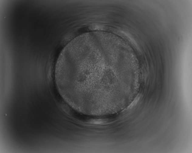X0000087580171200705181207