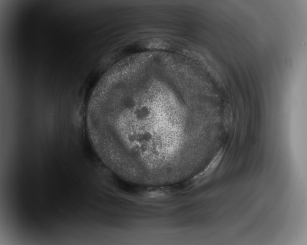 X0000087580175200705181207