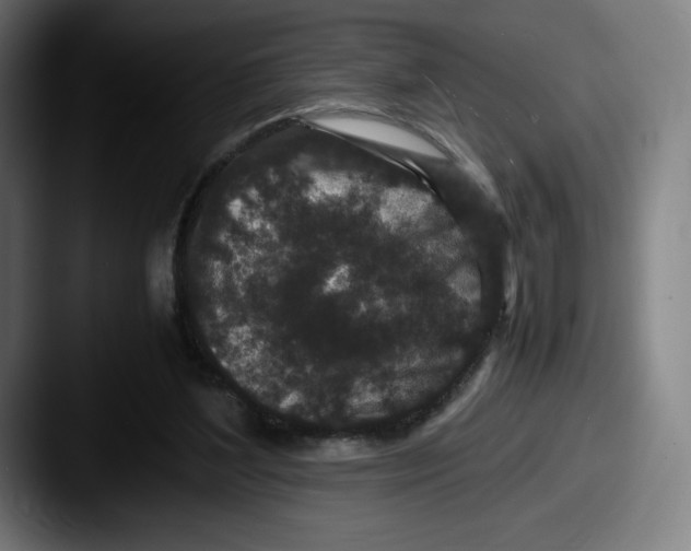 X0000087580204200705181207