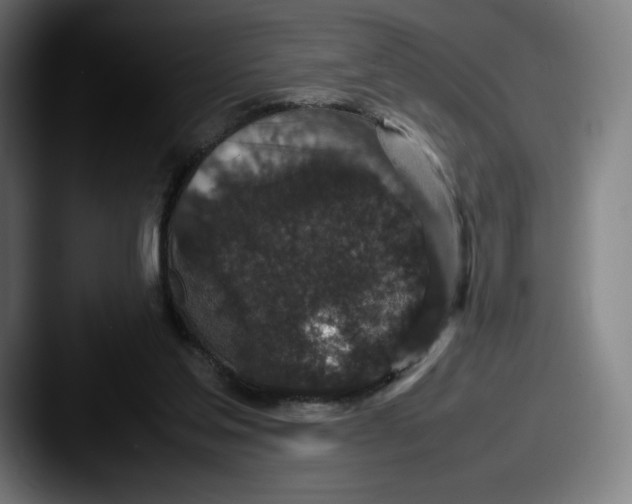 X0000087580205200705181207
