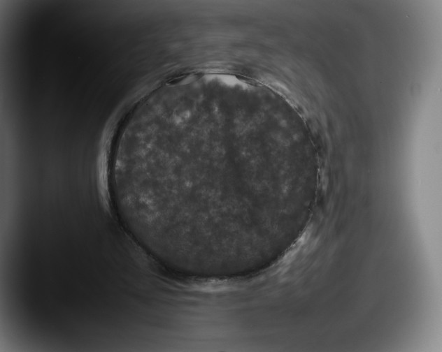 X0000087580293200705181206