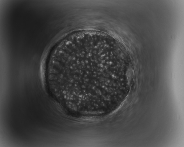 X0000087580295200705181206