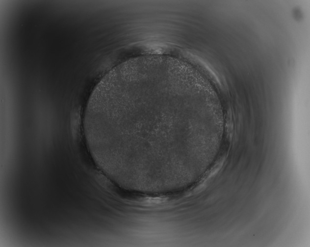 X0000087580314200705181206
